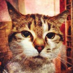 Chat (ou tigre)